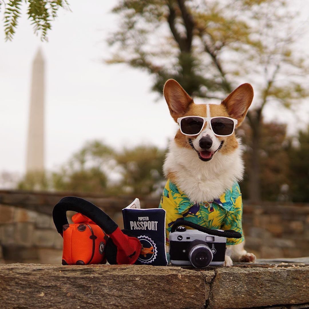 Dog camera photo prop toy