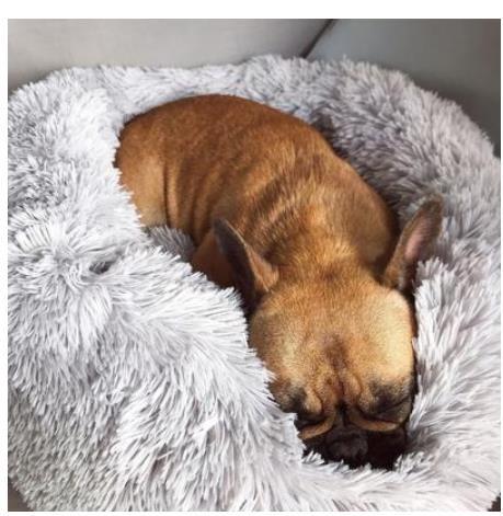 Plush fluffy dog bed