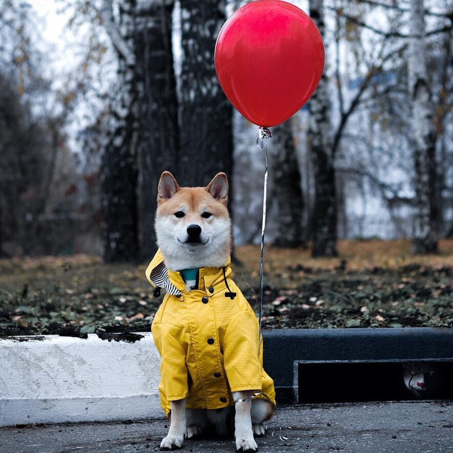 Dog Raincoat