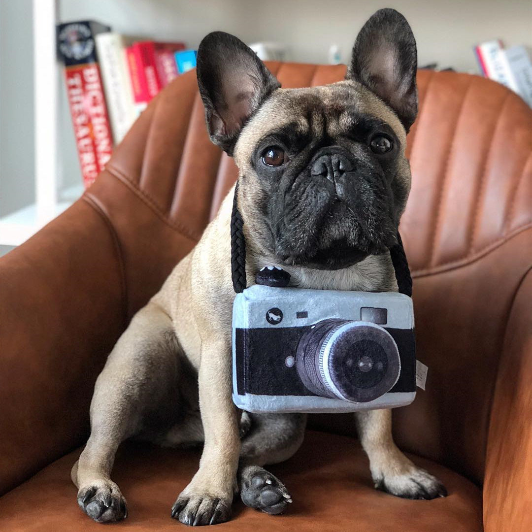 Dog camera photo prop toy