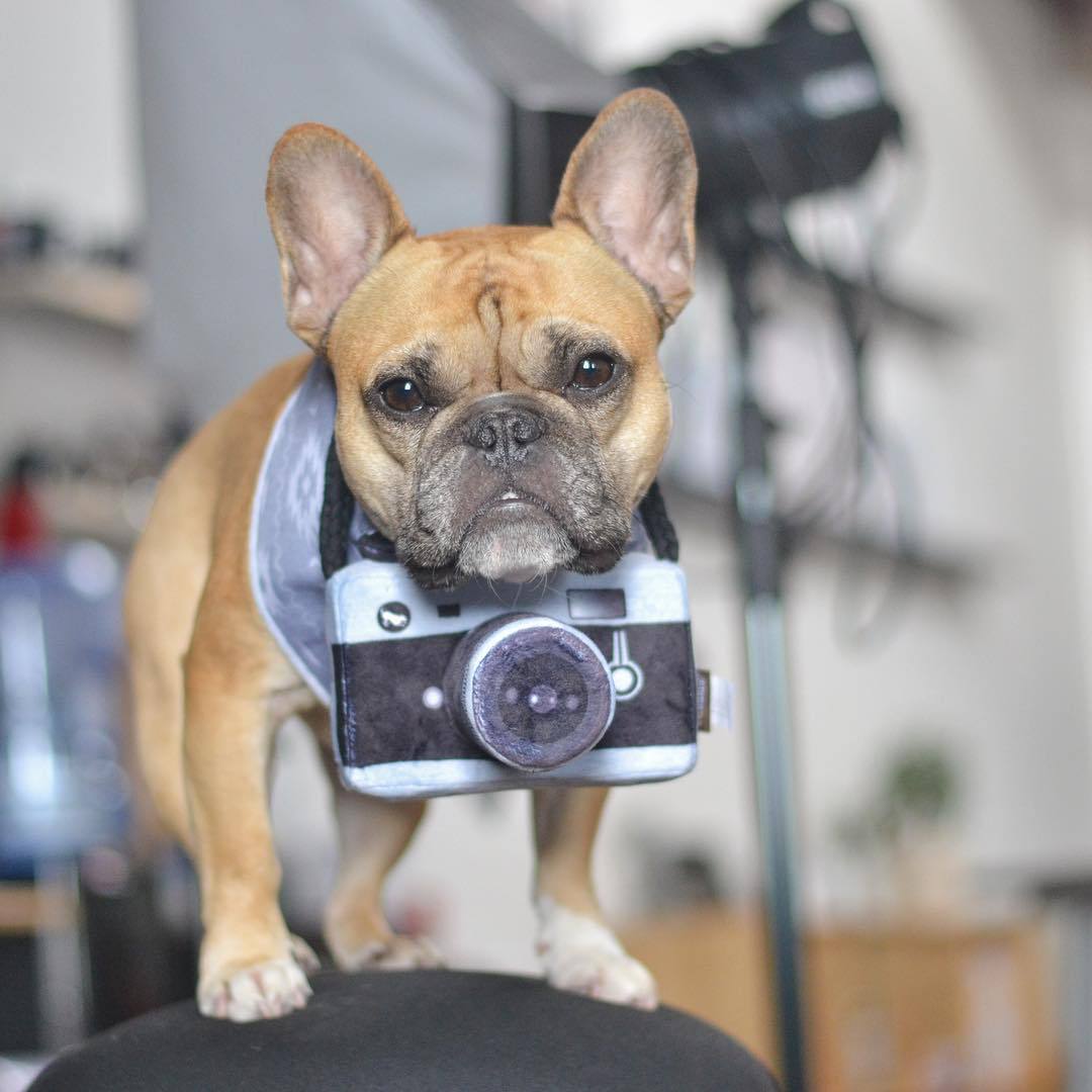 Dog camera photo prop toy