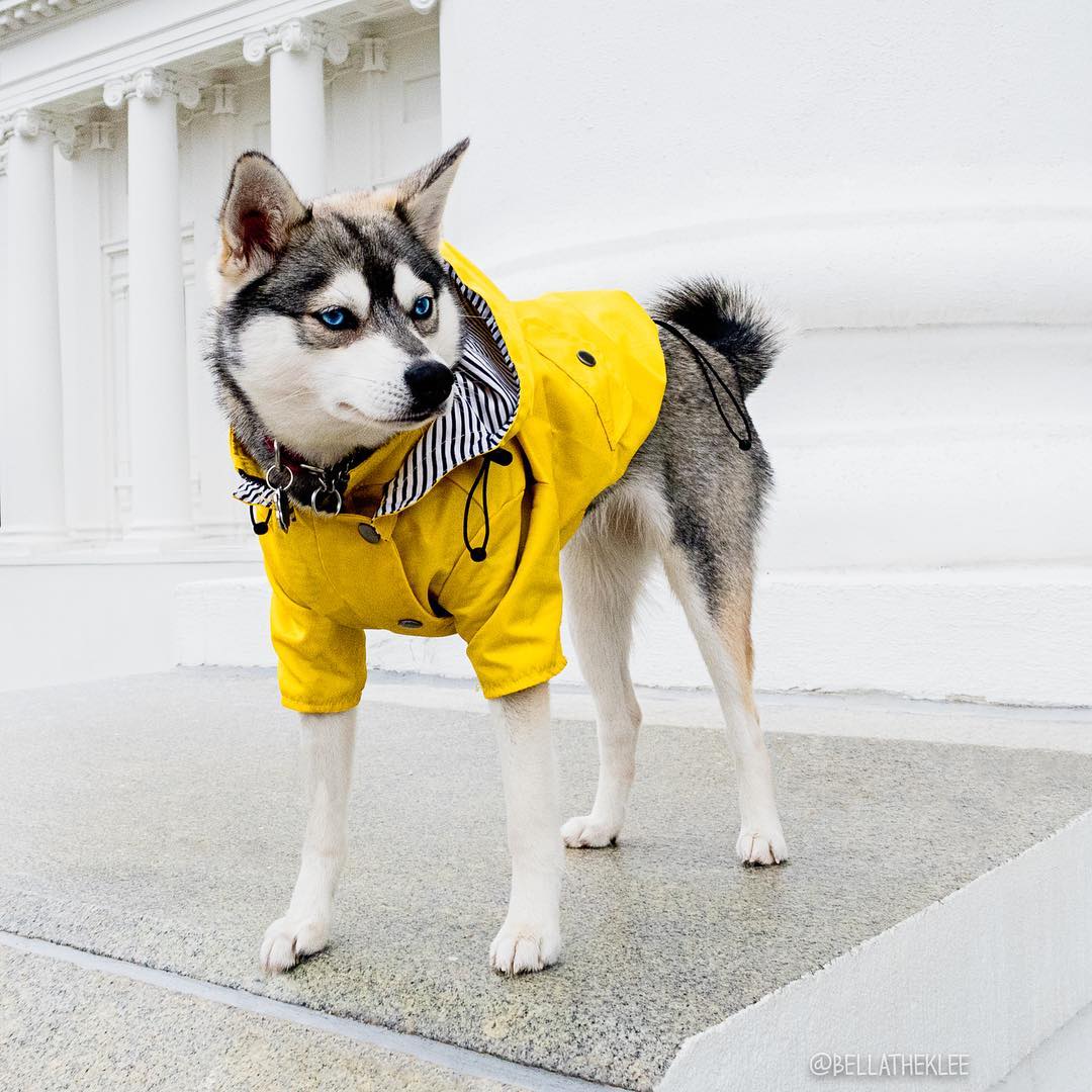 Dog Raincoat